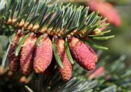Abies cephalonica (Görög jegenyefenyő)