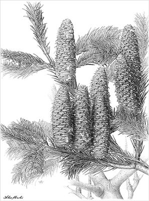 Abies flinckii