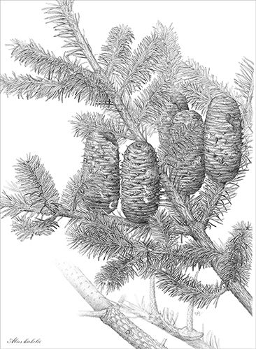 Abies hickelii (Jegenyefenyő)