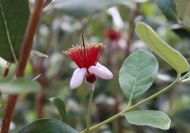 Acca (Feijoa) sellowiana (Fidzsoa, mirtuszfüge)