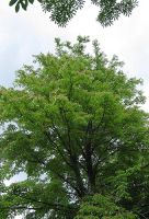  - Kattinson a nagyobb méretért