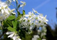 Amelanchier canadensis (Kanadai fanyarka)