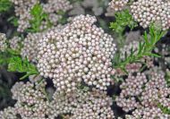 Ozothamnus rosmarinifolia 'Silver Jubile' 