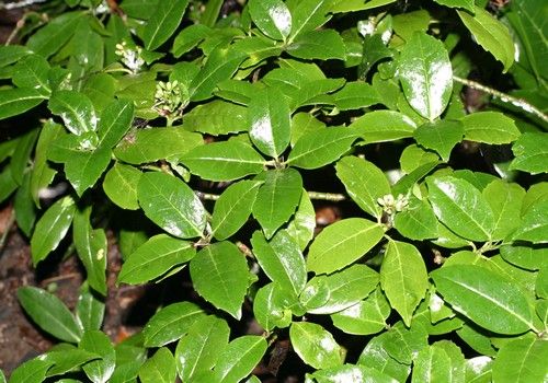 Aucuba japonica var. Borealis