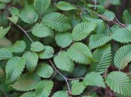 Carpinus orientalis