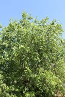  - Kattinson a nagyobb méretért