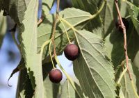  - Kattinson a nagyobb méretért