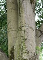  - Kattinson a nagyobb méretért