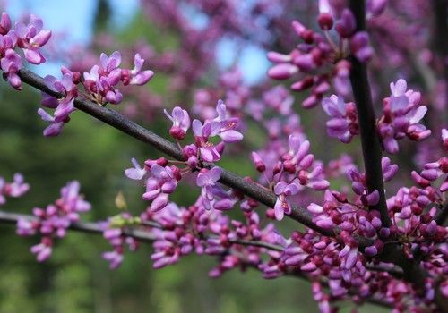 Cercis canadensis (Kanadai júdásfa)
