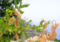  - Kattinson a nagyobb méretért