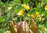 Colutea arborescens (Pukkanó dudafürt)