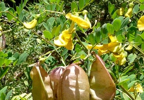 Colutea arborescens (Pukkanó dudafürt)