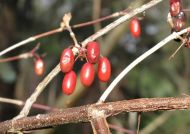 Cornus officinalis (Japán som)