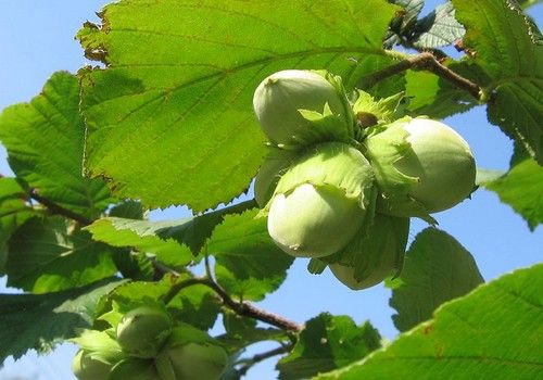 Corylus avellana 'Cosford' (Cosford mogyoróbokor)