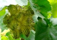 Corylus colurna (Törökmogyoró)