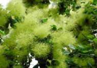 Cotinus coggygria (Cserszömörce)