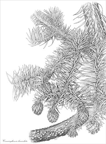 Cunninghamia lanceolata