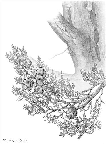 Cupressus guadalupensis