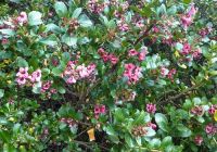 Escallonia rubra 'Macrantha' (Nagyvirágú vörös kőtörőcserje)