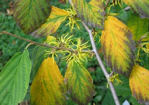 Hamamelis virginiana (Nagylevelű varázsmogyoró, Virginiai varázsmogyoró)
