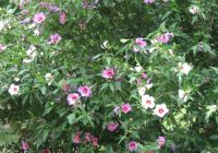 Hibiscus syriacus (Lombhullató mályvacserje, hibiszkusz)