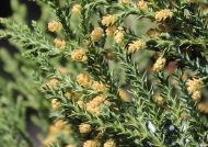 Juniperus foetidissima