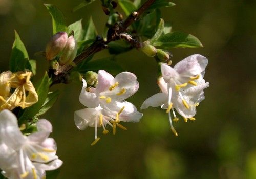 Lonicera fragrantissima (Illatos lonc)