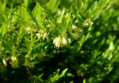 Lonicera pileata (Terülő törpelonc)