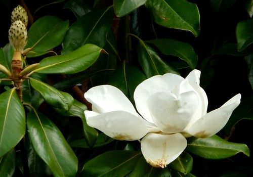 Magnolia grandiflora 'Gallisoniensis' (Gallisoni örökzöld nagyvirágú liliomfa) nagy