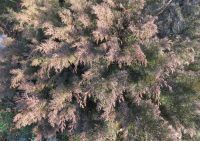  - Kattinson a nagyobb méretért