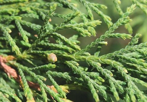 Microbiota decussata (Mandzsu ciprusboróka)