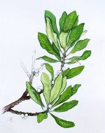 Myrica pennsylvanica