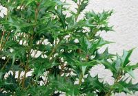  - Kattinson a nagyobb méretért