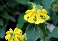 Phlomis fruticosa (Cserjés macskahere)