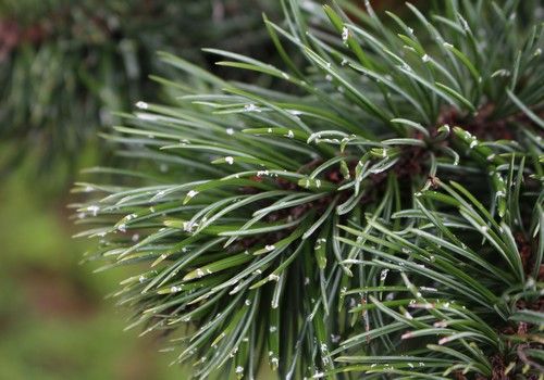 Pinus aristata (Gyantástűjű szálkásfenyő)