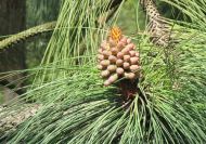 Pinus engelmannii (Apacsfenyő) 