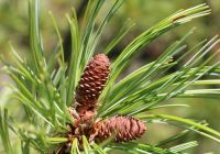 Pinus monticola (Nyugati simafenyő)