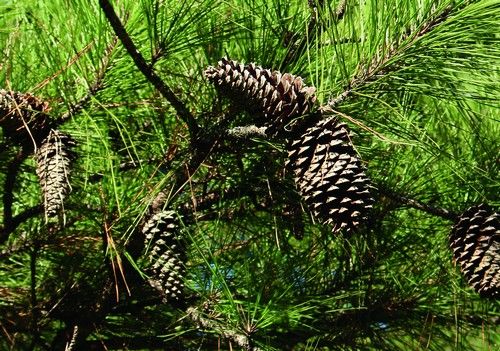 Pinus taeda (Keleti sárgafenyő)