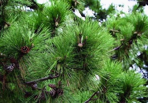 Pinus thunbergii (Japán feketefenyő)