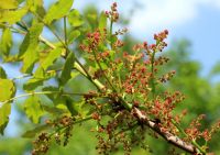  - Kattinson a nagyobb méretért