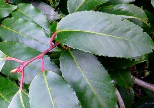 Prunus lusitanica (Portugál babérmeggy)