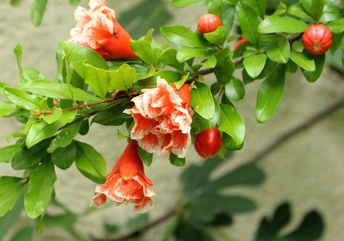 Punica granatum (Gránátalma) 