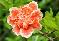  - Kattinson a nagyobb méretért