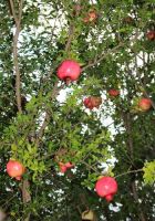  - Kattinson a nagyobb méretért