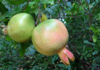  - Kattinson a nagyobb méretért