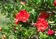 Punica granatum 'Maxima Rubra' (Telt, tűzpiros virágú gránátalma)