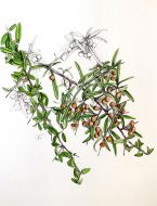Pyracantha angustifolia