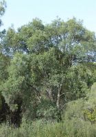  - Kattinson a nagyobb méretért