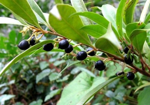 Sarcococca ruscifolia (Illatos bogyóspuszpáng) 