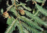 Sequoia sempervirens (Tengerparti mamutfenyő)